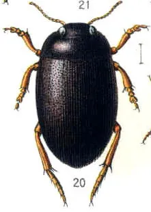 Hydroporus planus