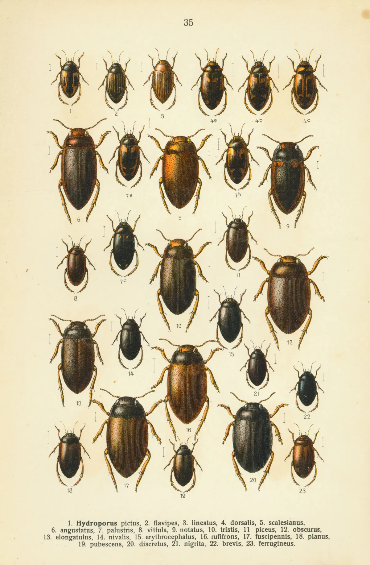 Escarabajo Acuático Planus