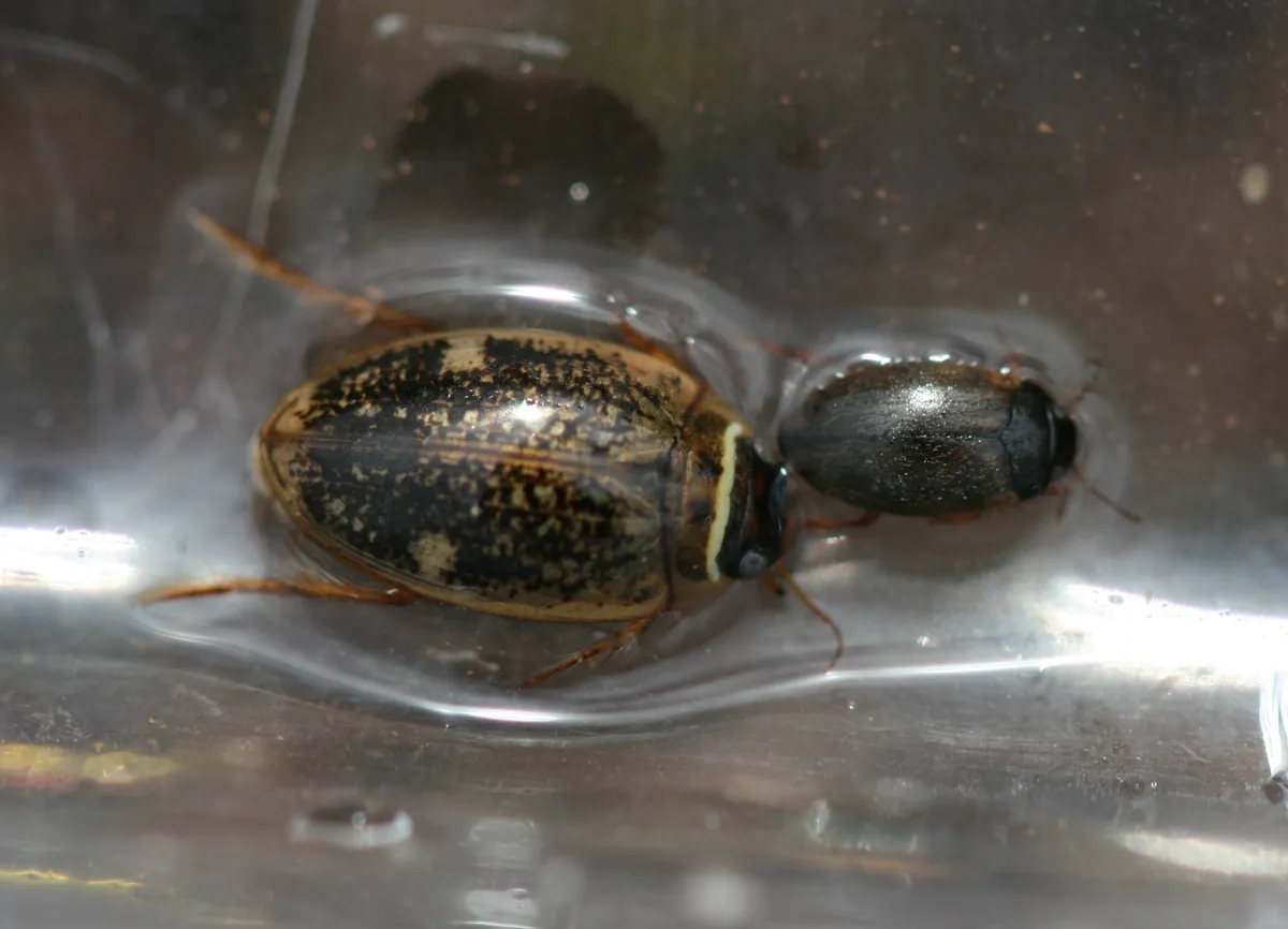 Escarabajo Acuático Planus