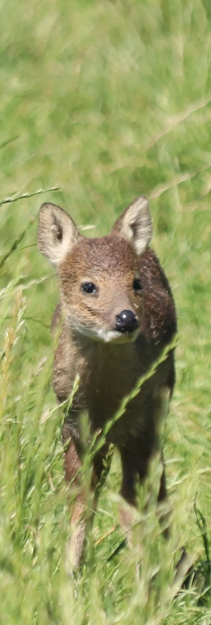 Chinese Water Deer