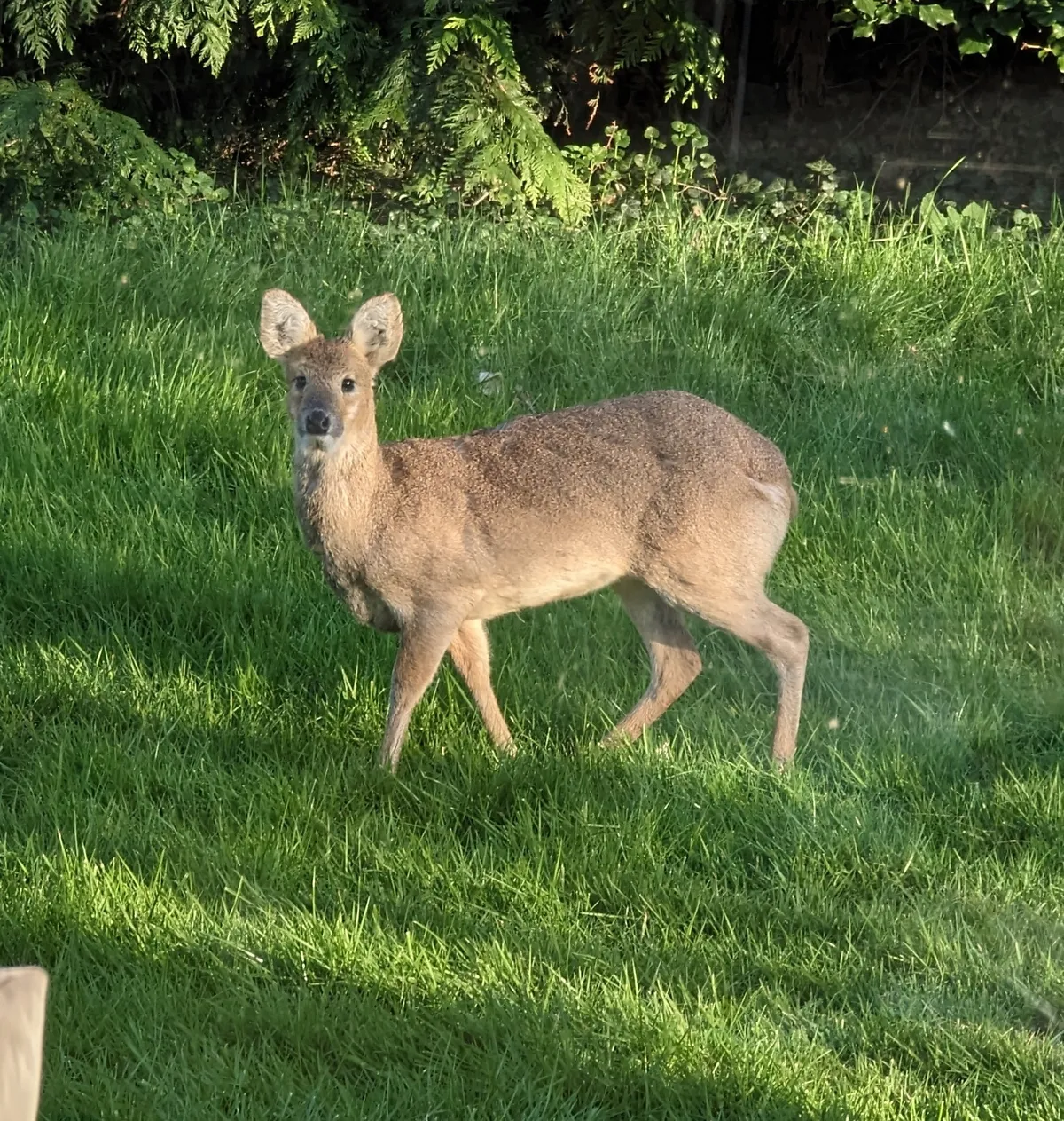 Chinese Water Deer
