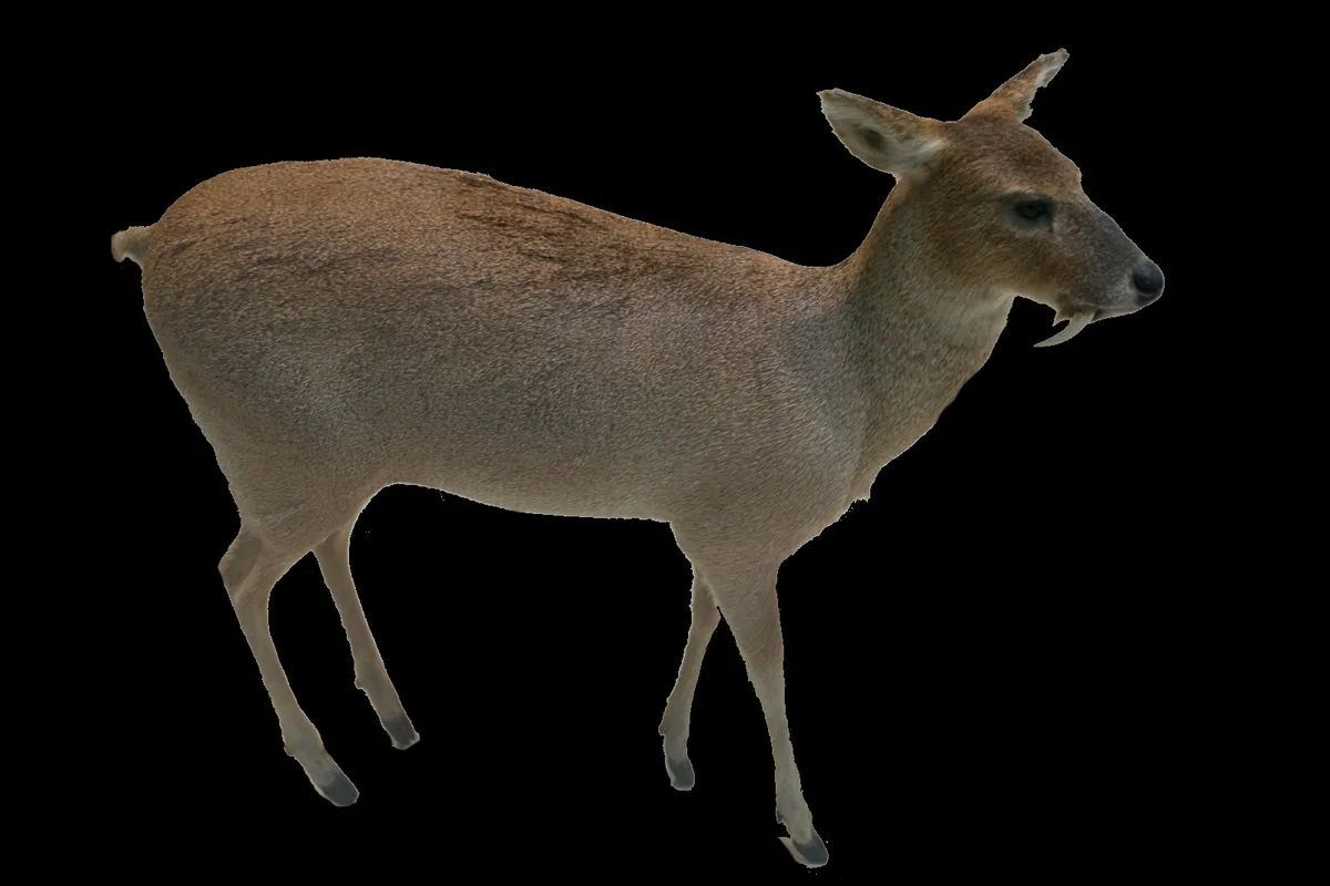 Chinese Water Deer