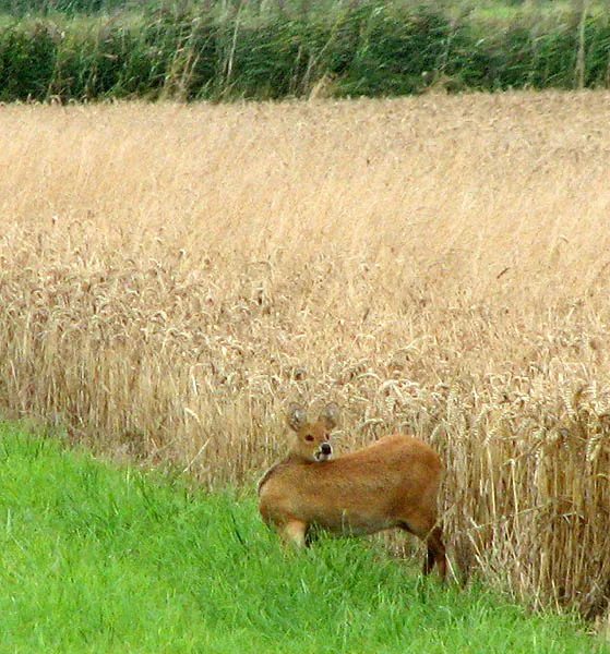 Chinese Water Deer
