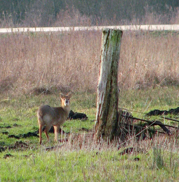 Chinese Water Deer