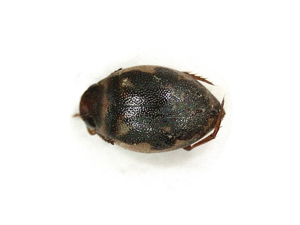 Escarabajo Acuático Desigual