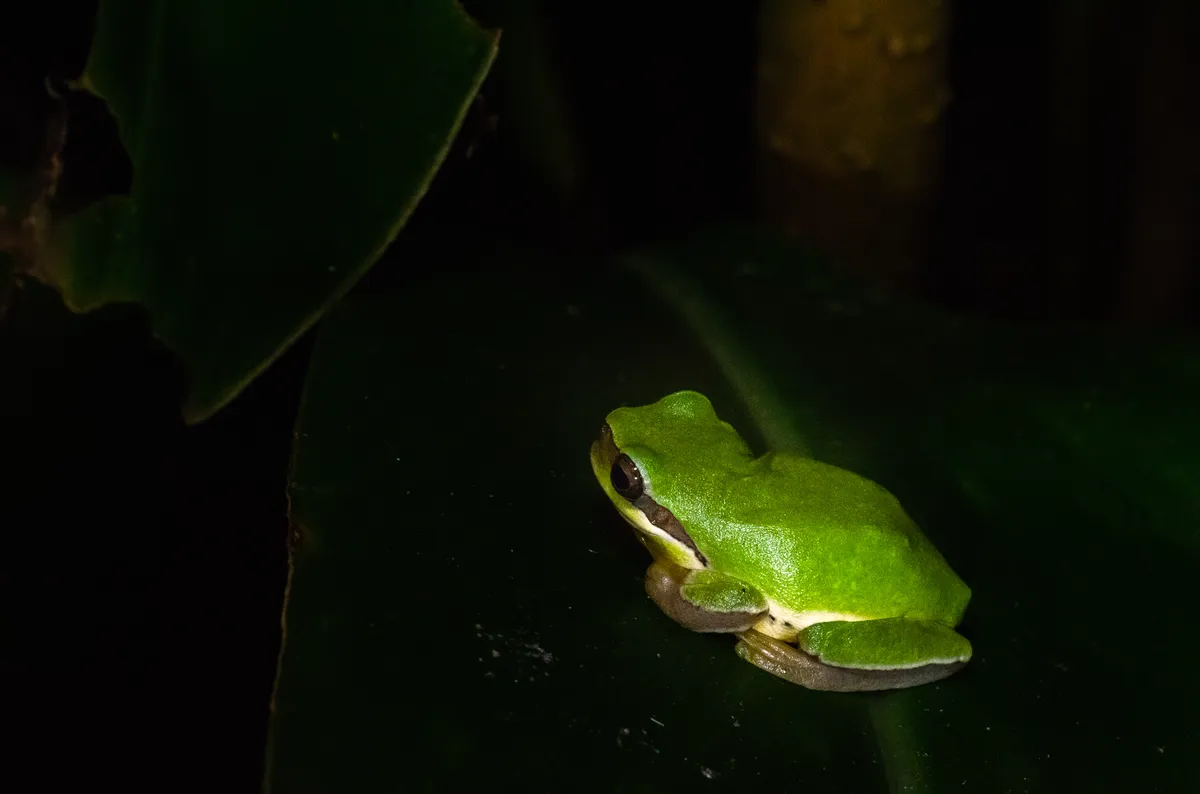 Rana Arbórea China Común