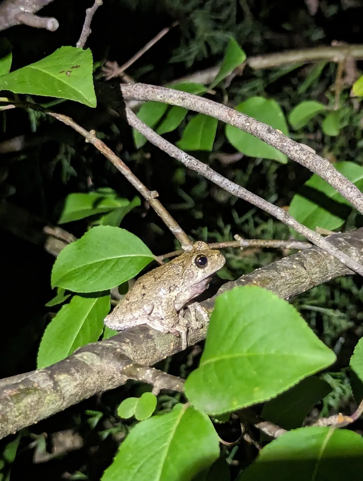 Rana Arbórea de Pinos del Sur