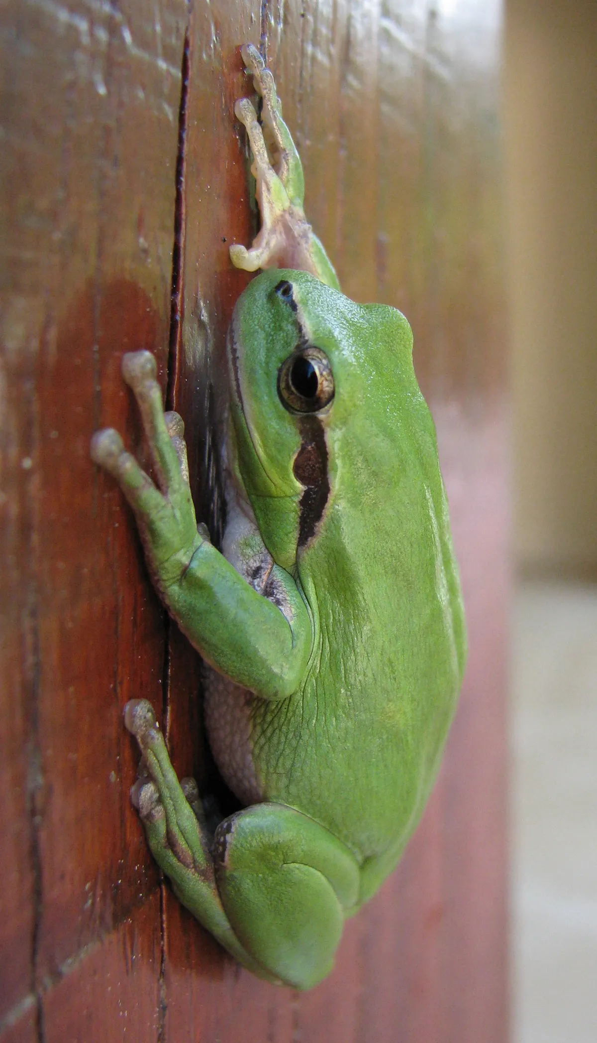 Stripeless Tree Frog