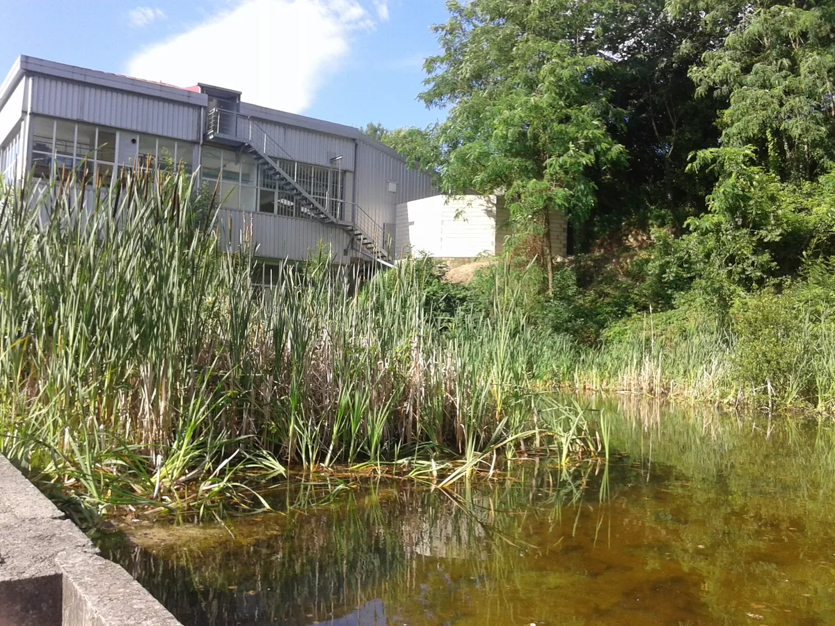 Stripeless Tree Frog