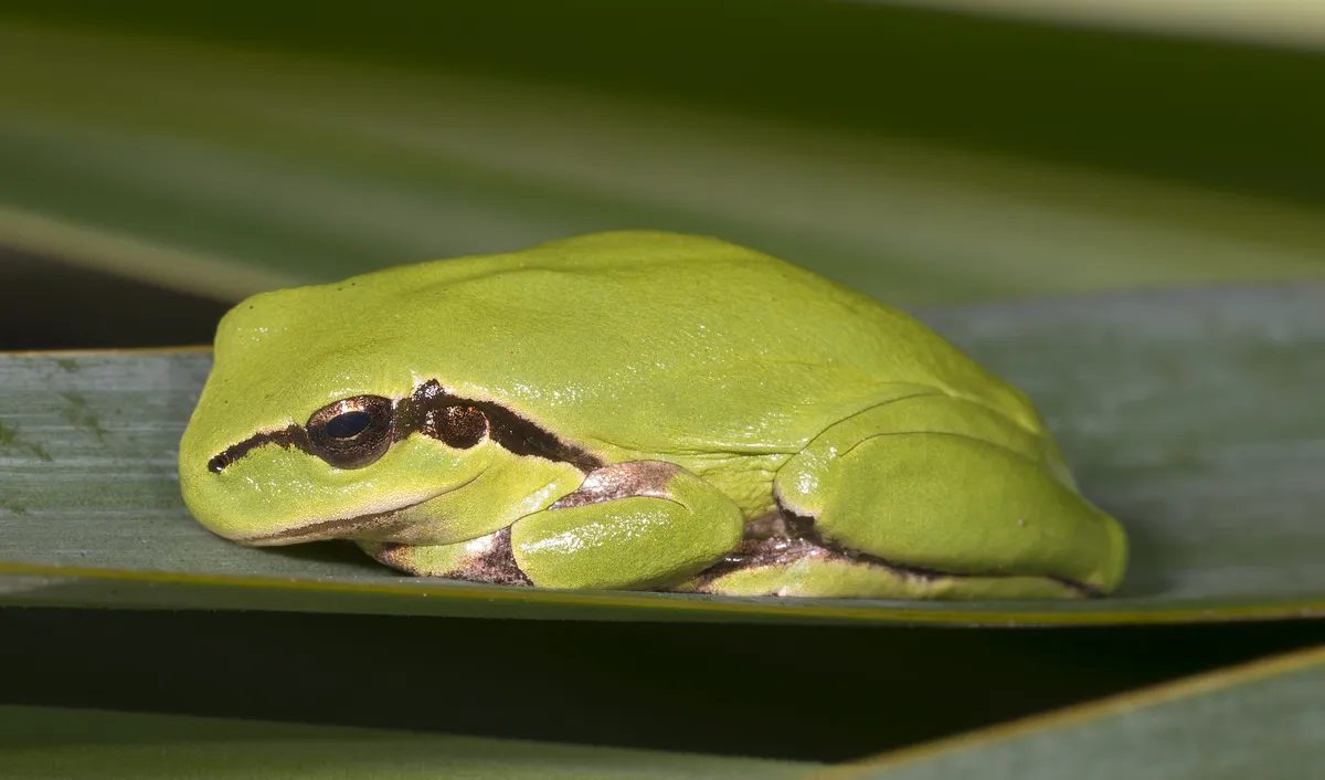 Stripeless Tree Frog