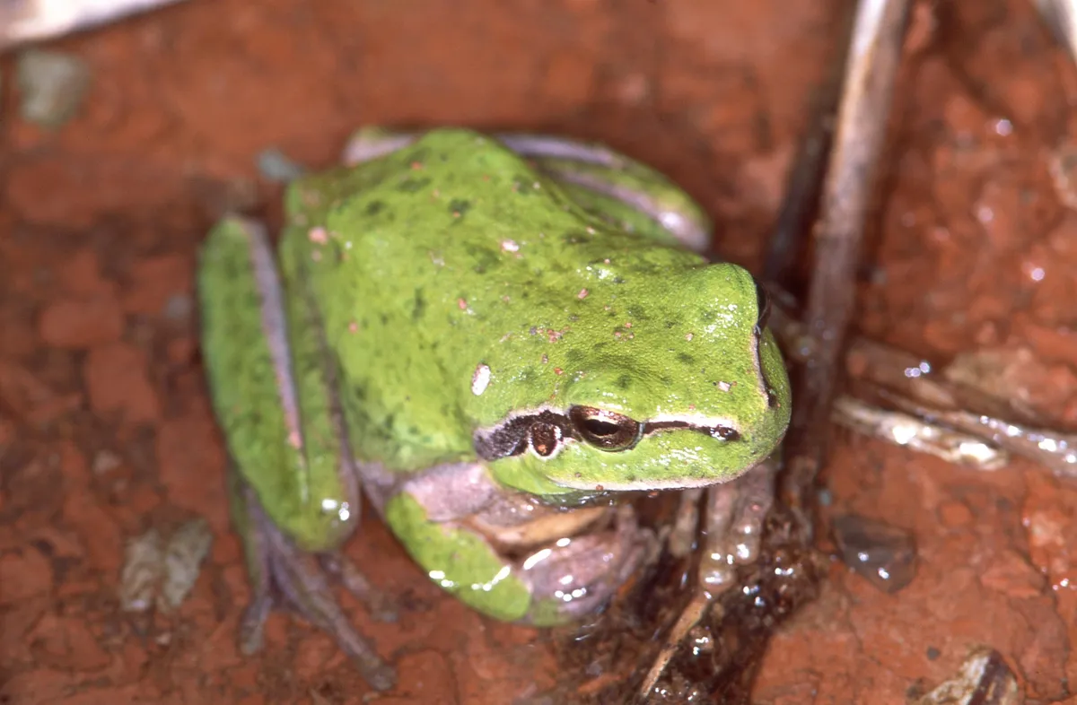Stripeless Tree Frog