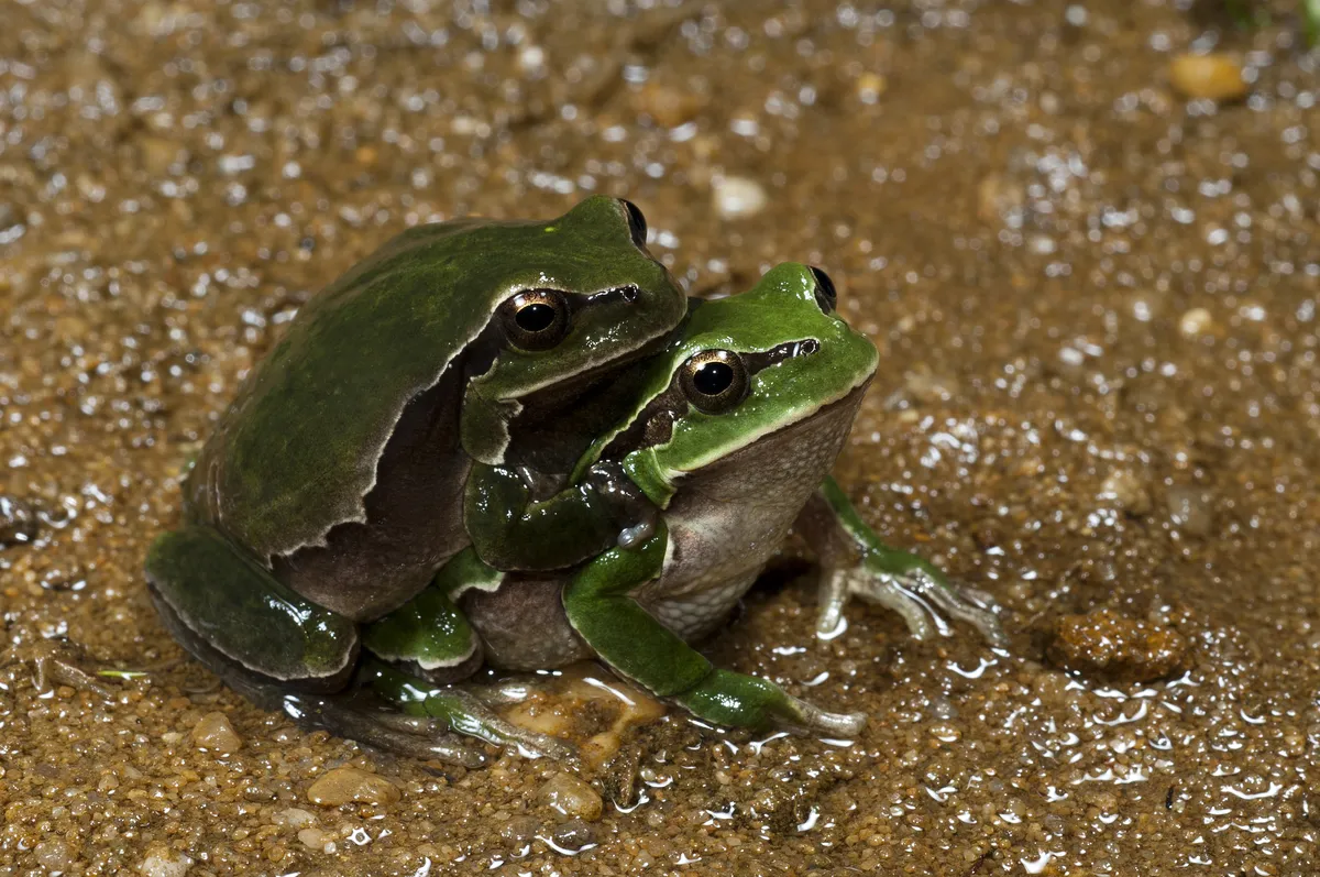 Iberian Tree Frog
