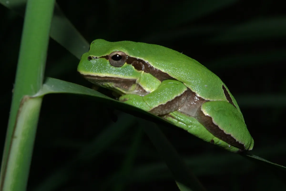 Iberian Tree Frog