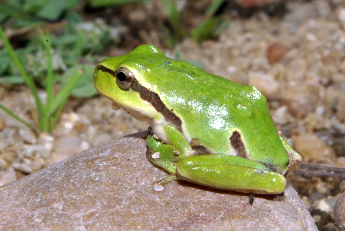 Iberian Tree Frog