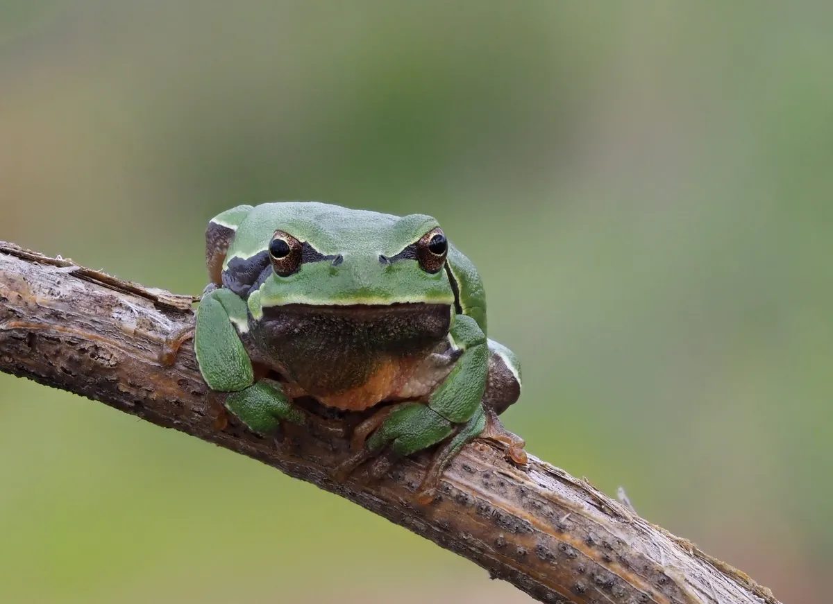 Iberian Tree Frog