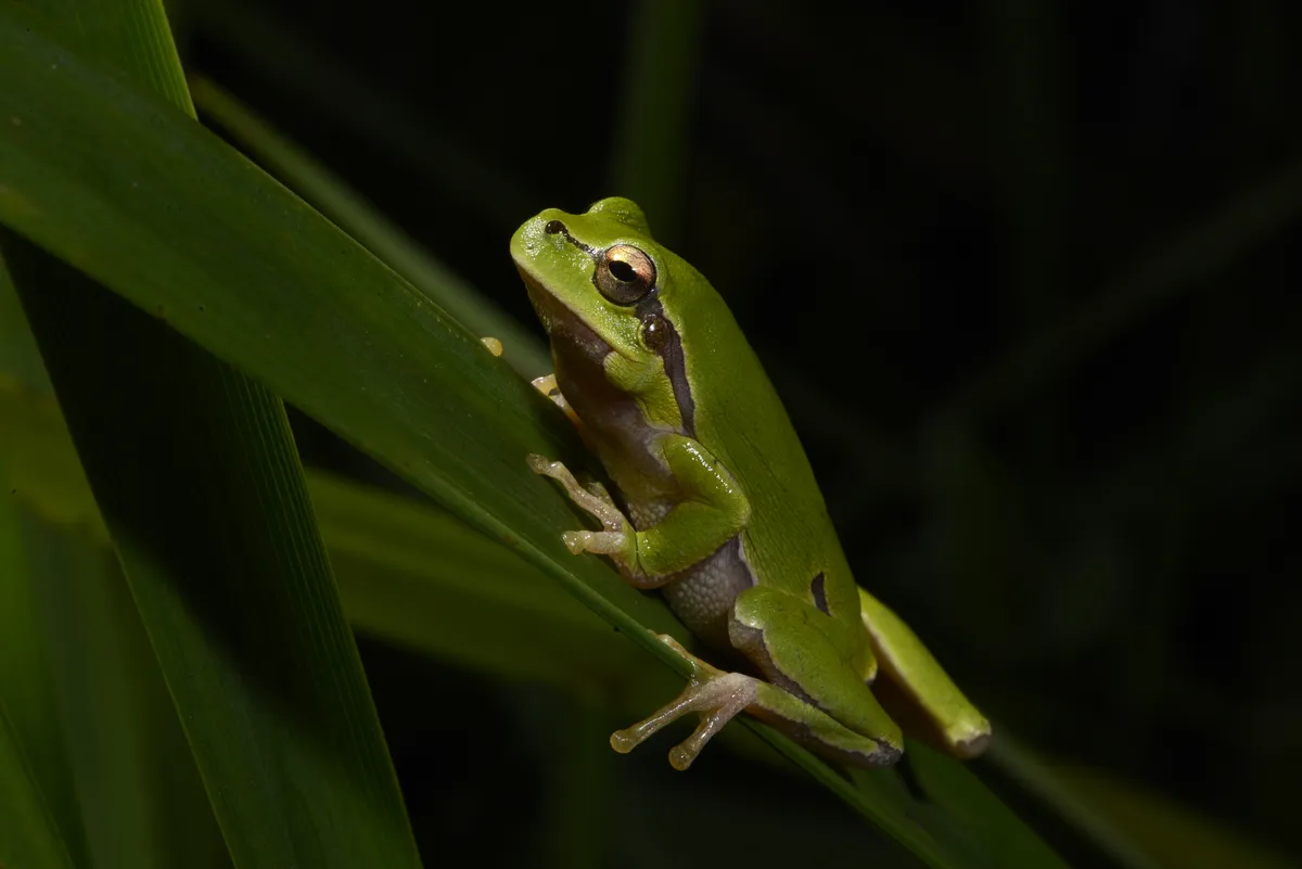 Common Treefrog