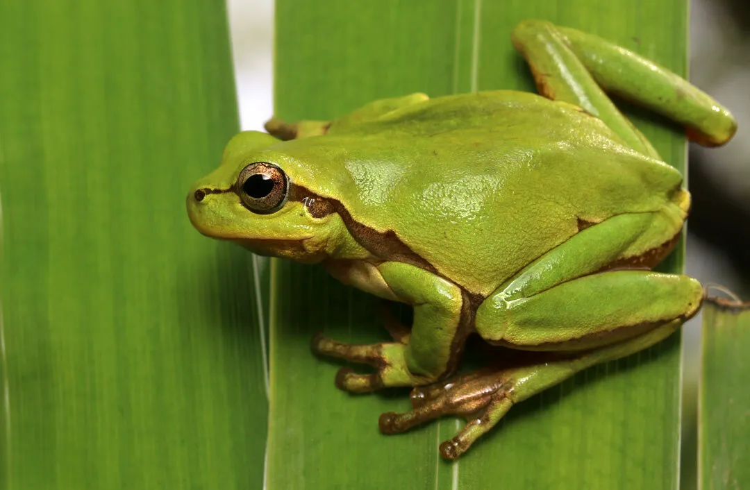 Common Treefrog