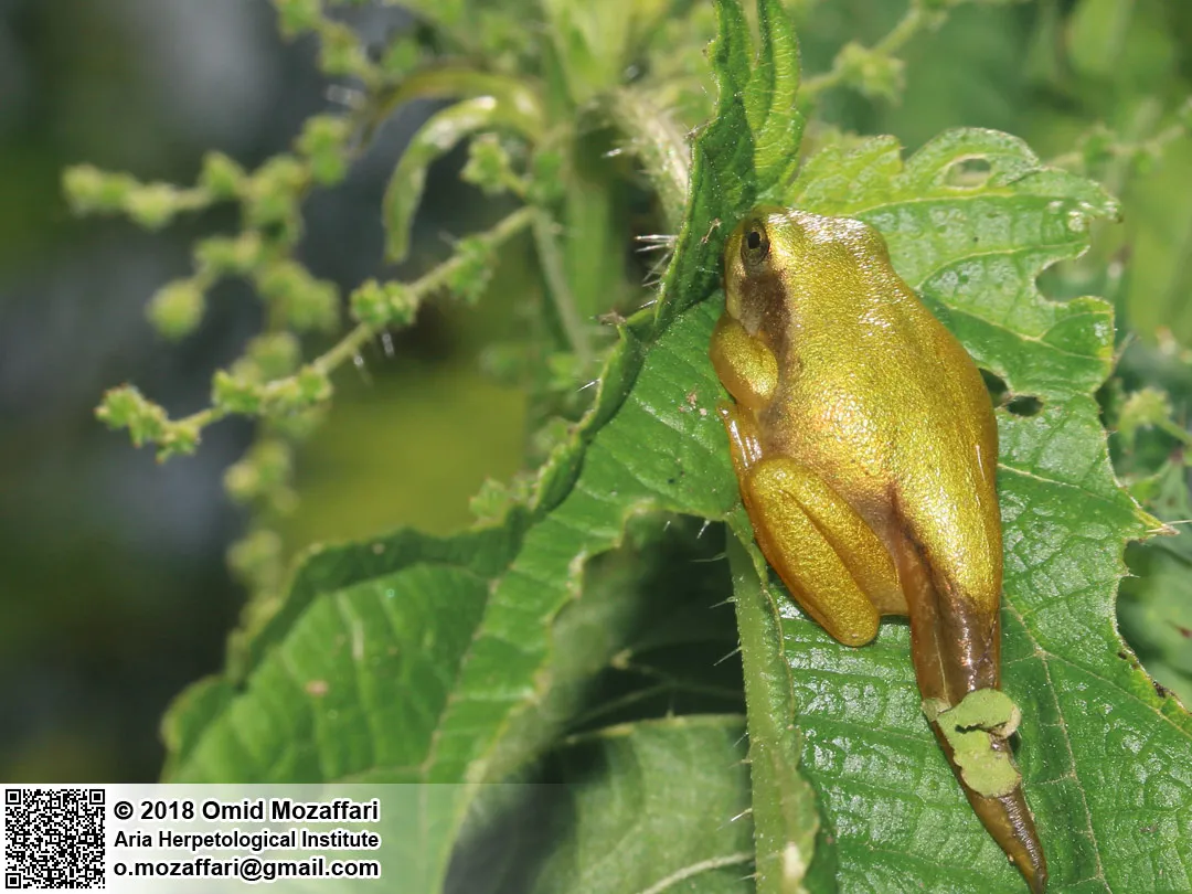 Common Treefrog
