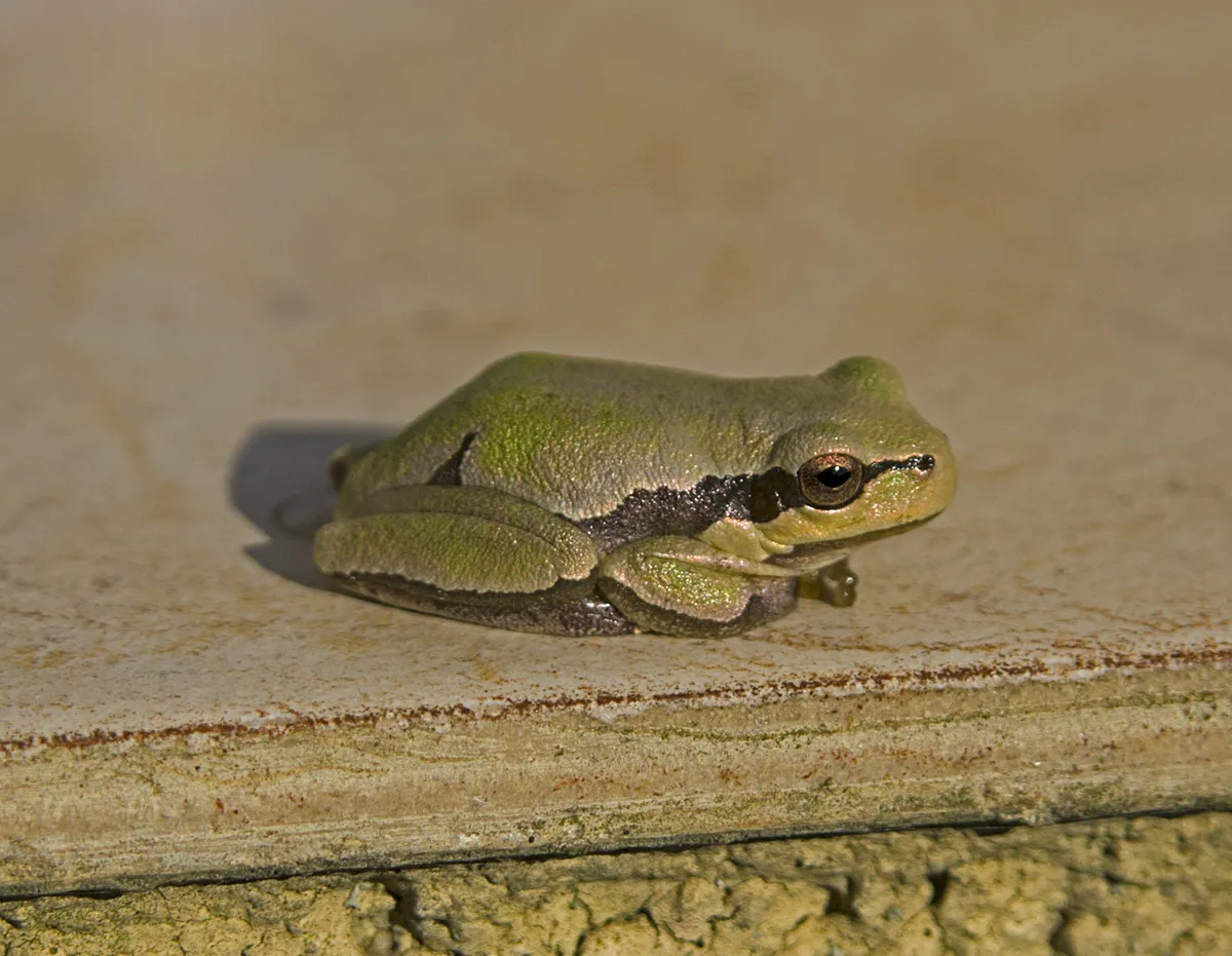 Common Treefrog