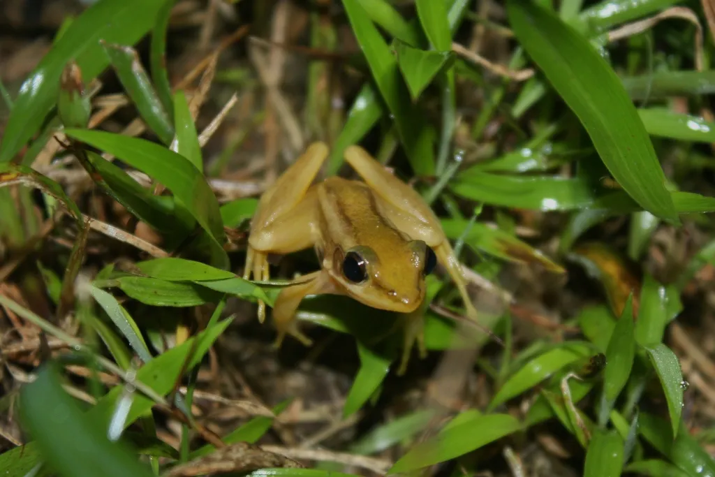 Green Paddy Frog