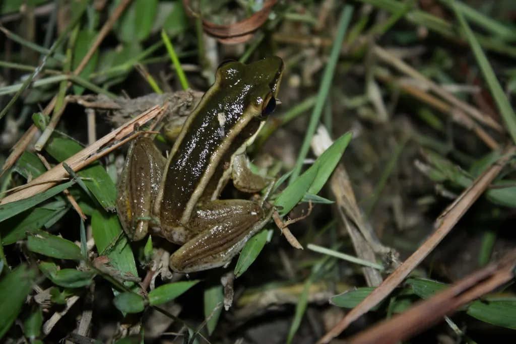 Green Paddy Frog