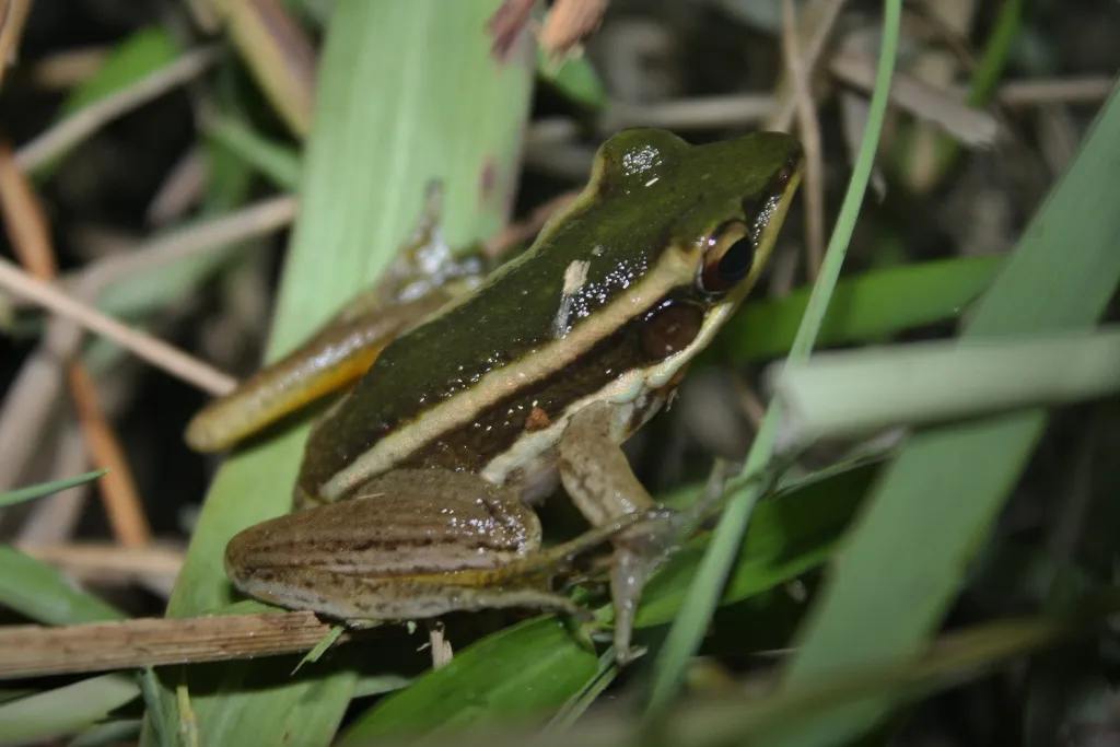 Green Paddy Frog
