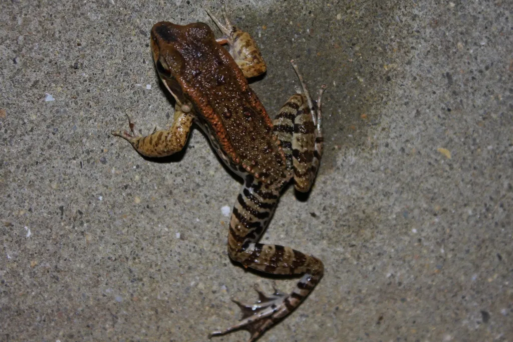 Broad-folded Frog