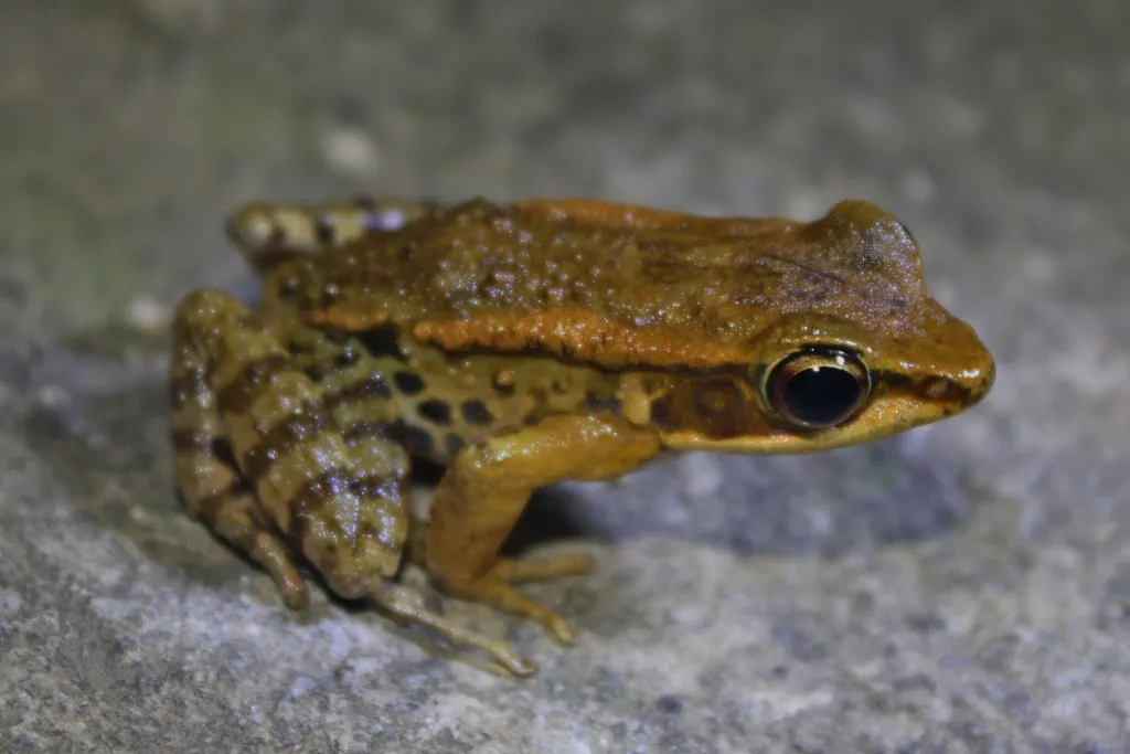 Broad-folded Frog