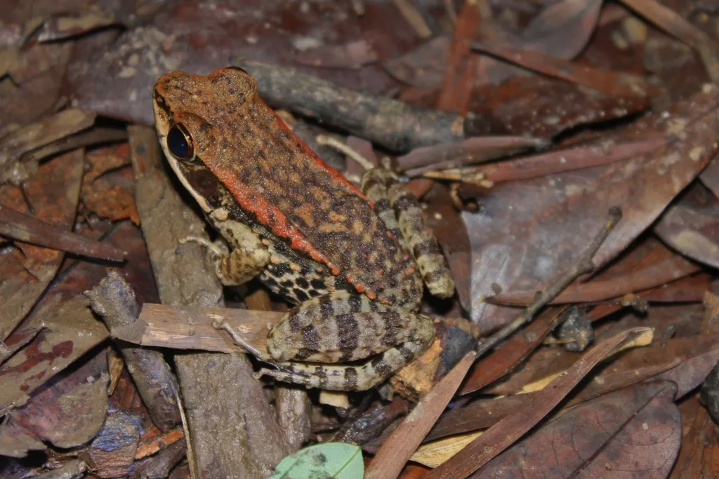 Broad-folded Frog