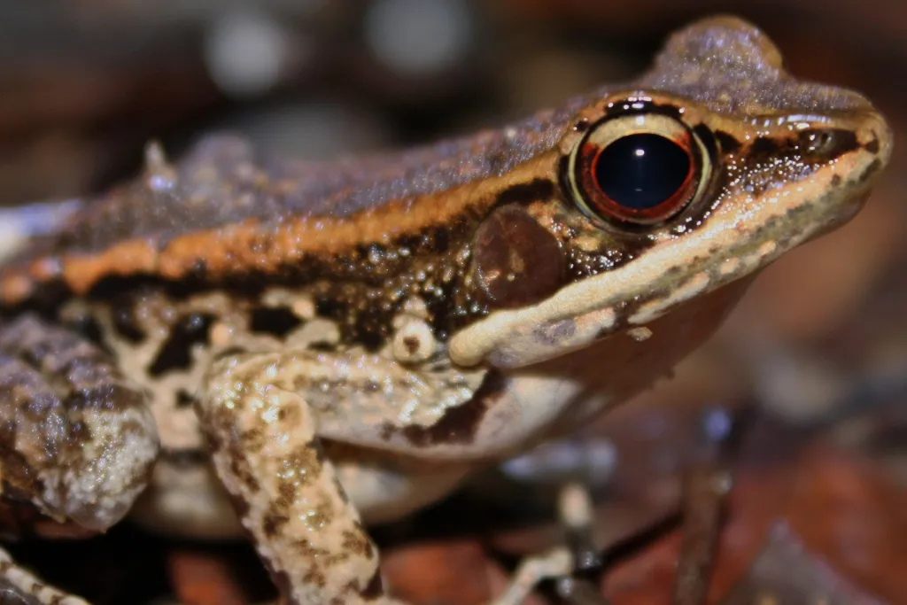 Broad-folded Frog