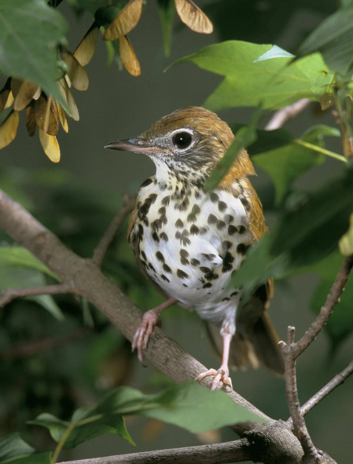 Wood Thrush