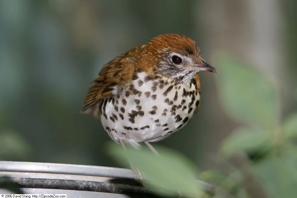 Wood Thrush
