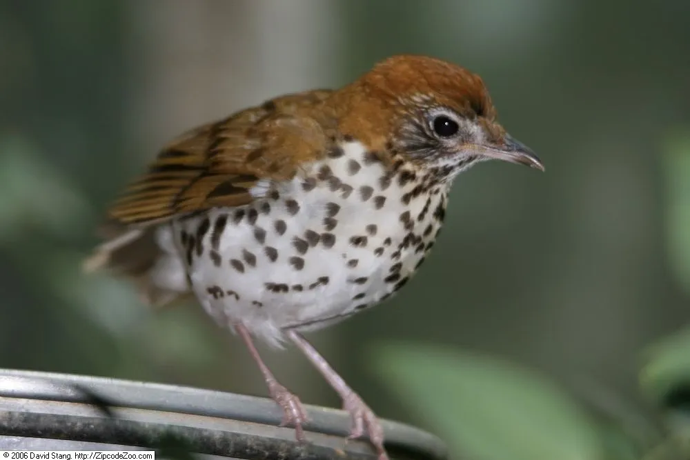 Wood Thrush