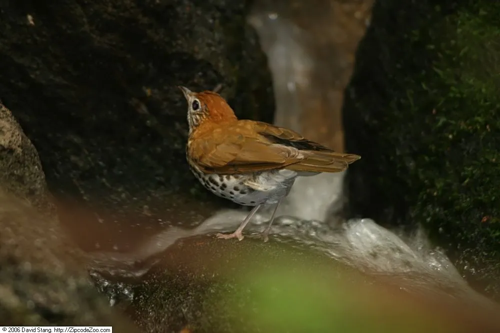 Wood Thrush