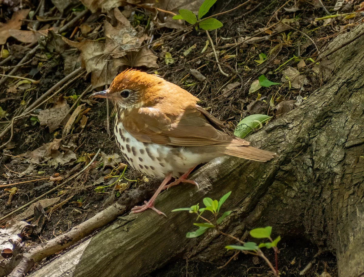 Wood Thrush