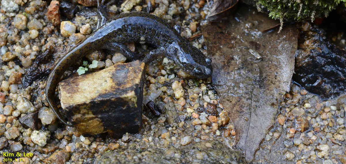 Salamandra de Gensan