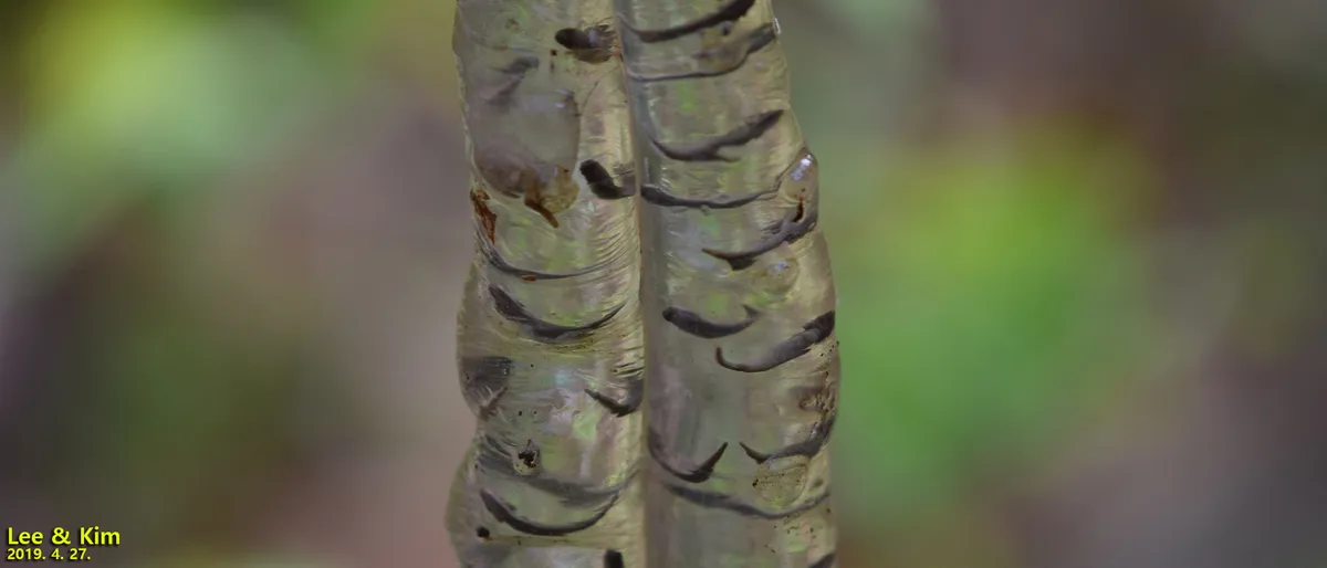 Salamandra de Gensan