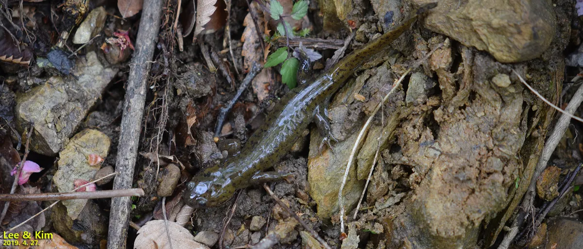 Salamandra de Gensan
