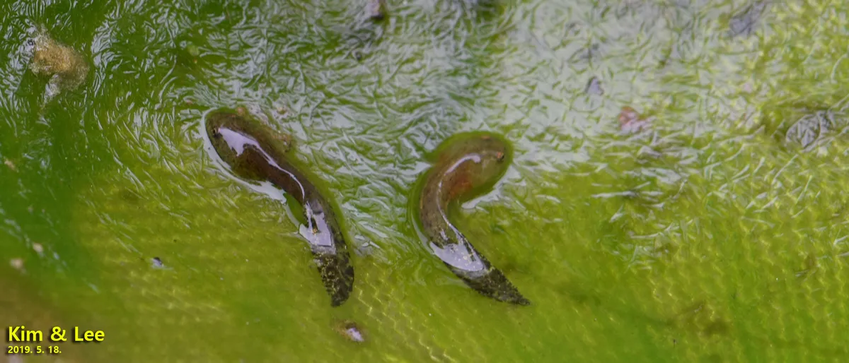 Salamandra de Gensan