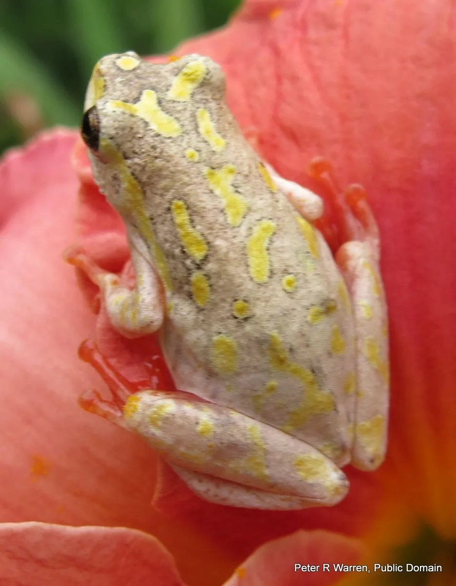 Hyperolius marmoratus