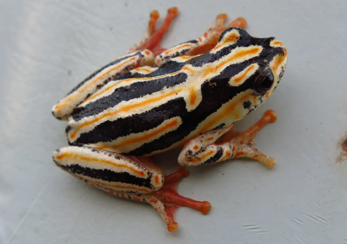 Aposematic Reed Frog