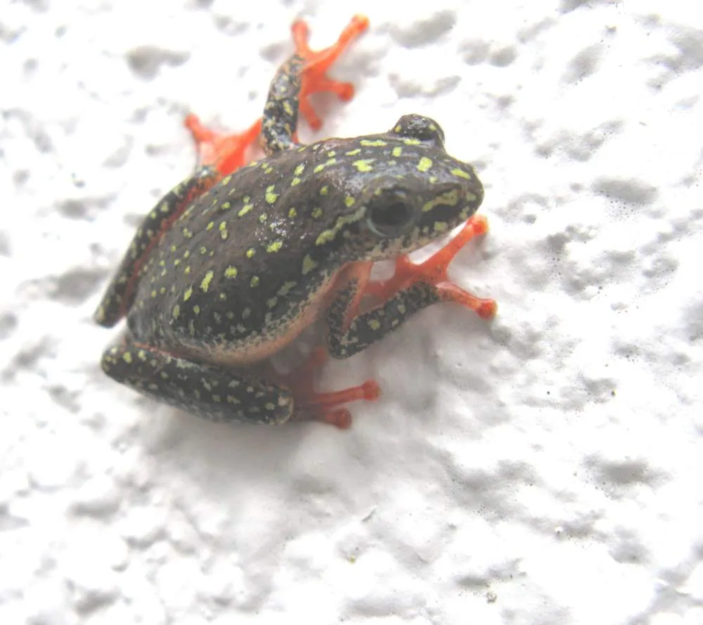 Aposematic Reed Frog
