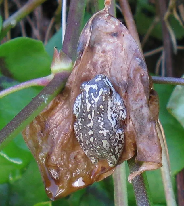 Aposematic Reed Frog