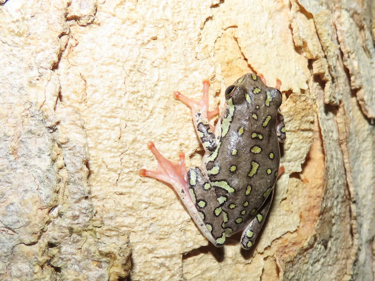 Aposematic Reed Frog