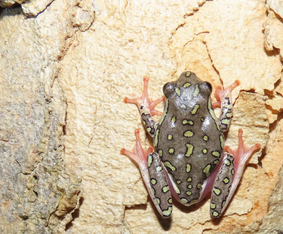 Aposematic Reed Frog