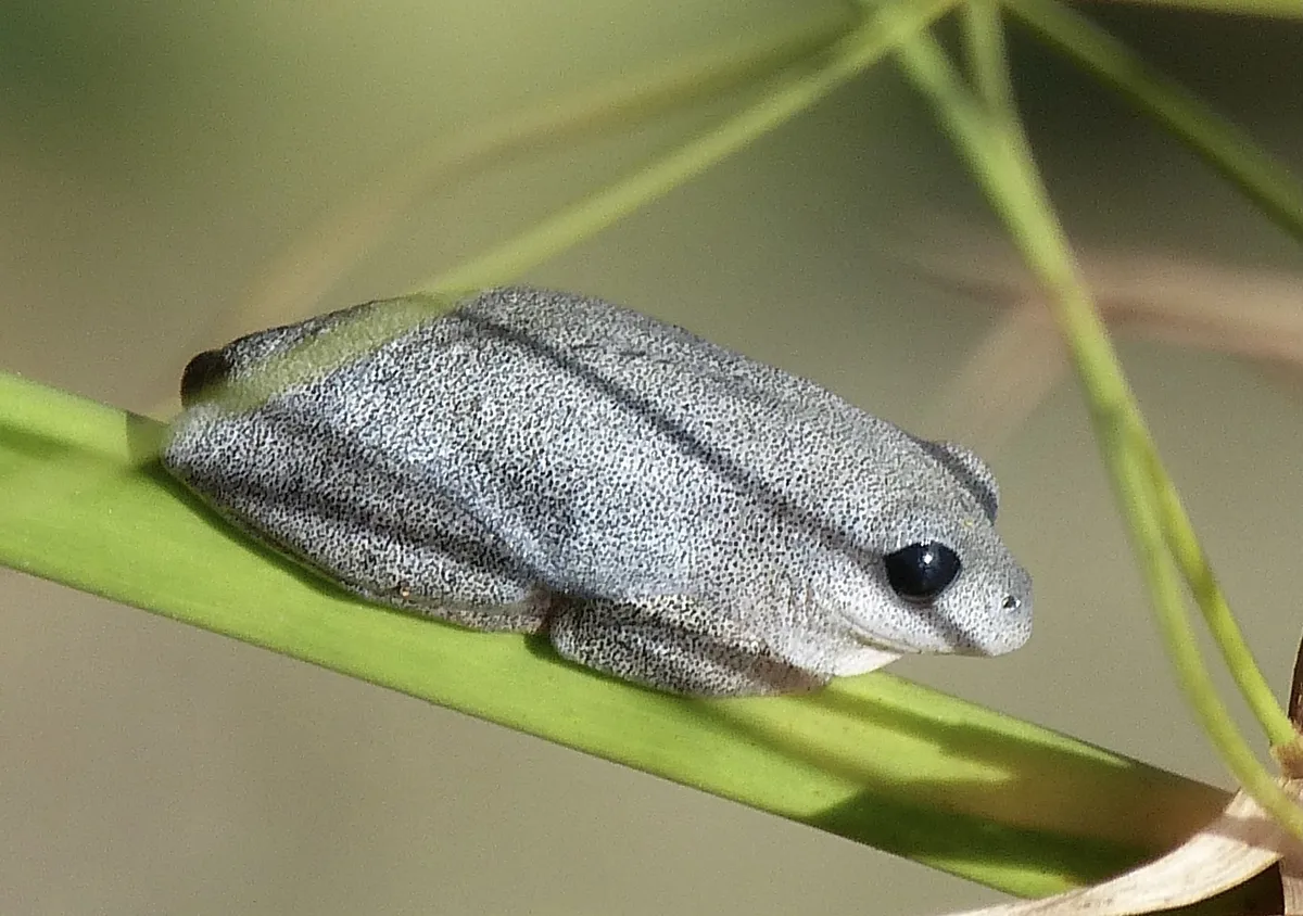 Rana de Caña Simple