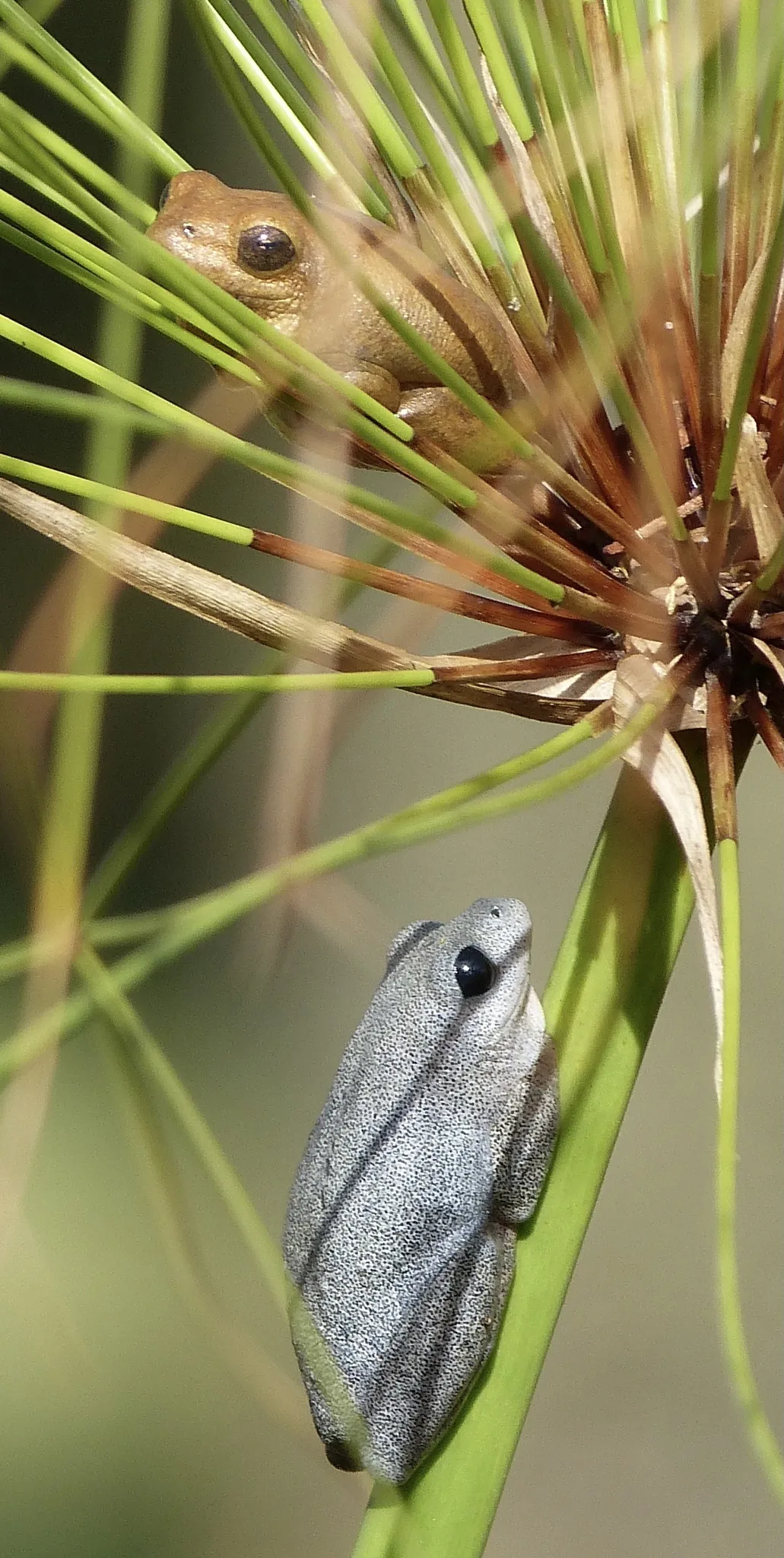 Rana de Caña Simple
