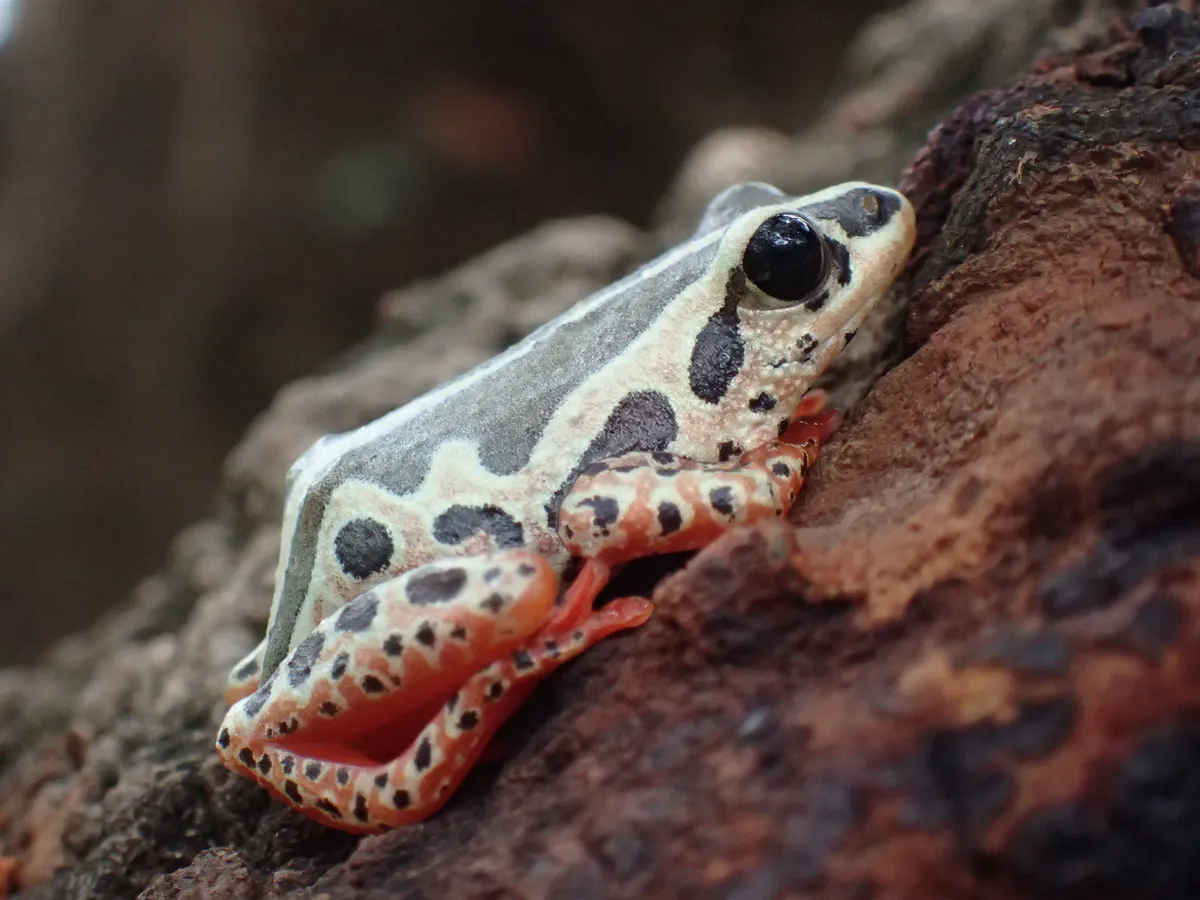 Rana de Caña Simple