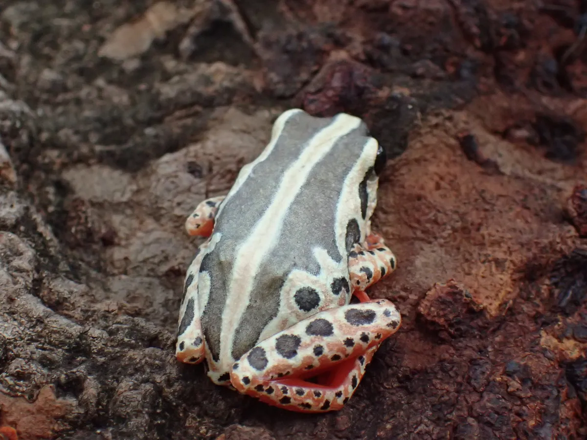 Rana de Caña Simple