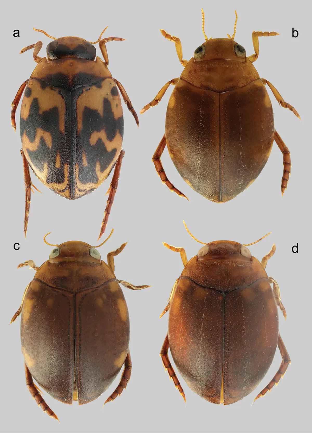 Escarabajo de Agua Oval